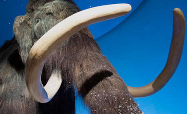 Kuopion luonnontieteellisen museon mammutti, kuva päästä ja isoista syöksyhampaista