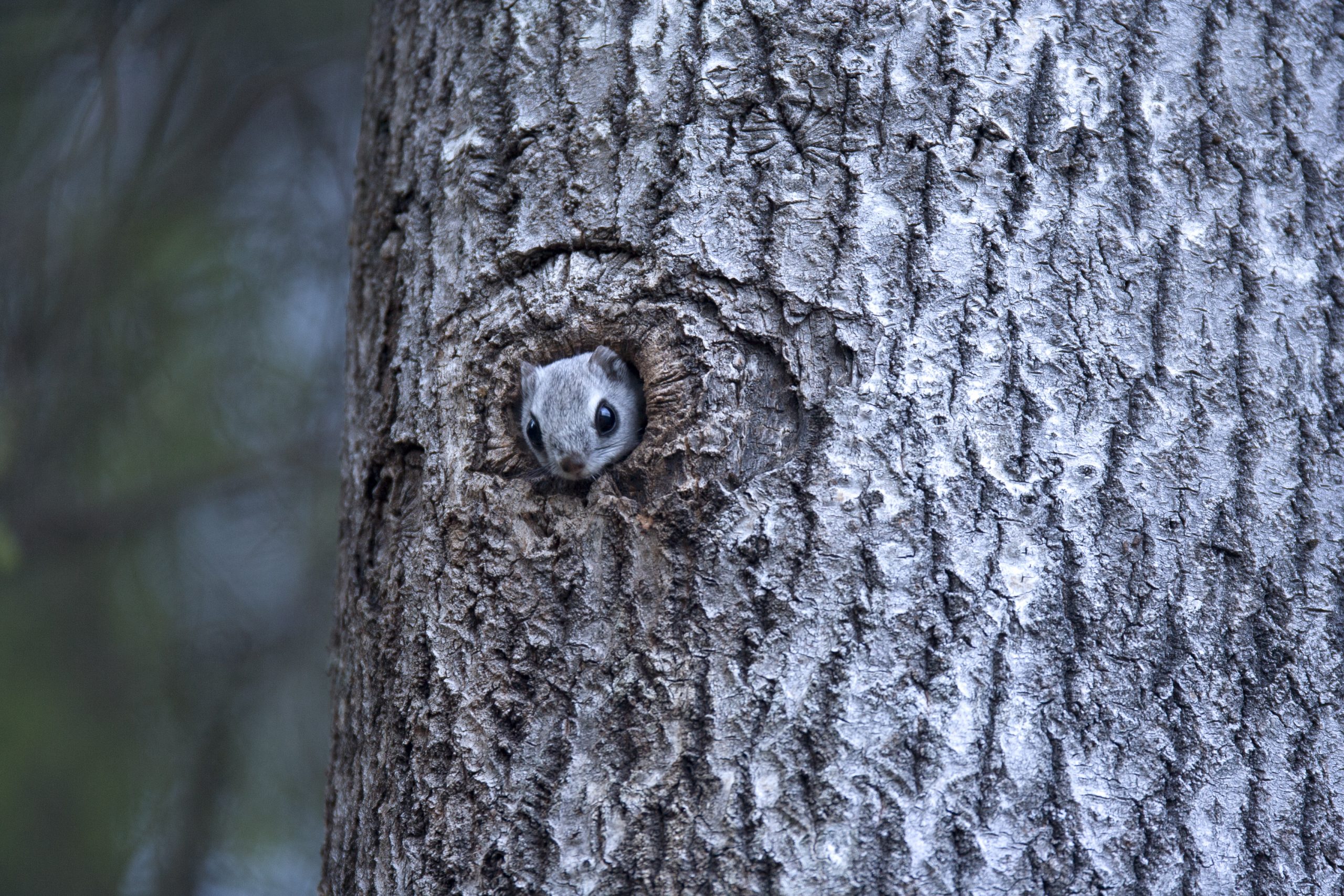 Liito-orava kurkistaa puunkolosta.