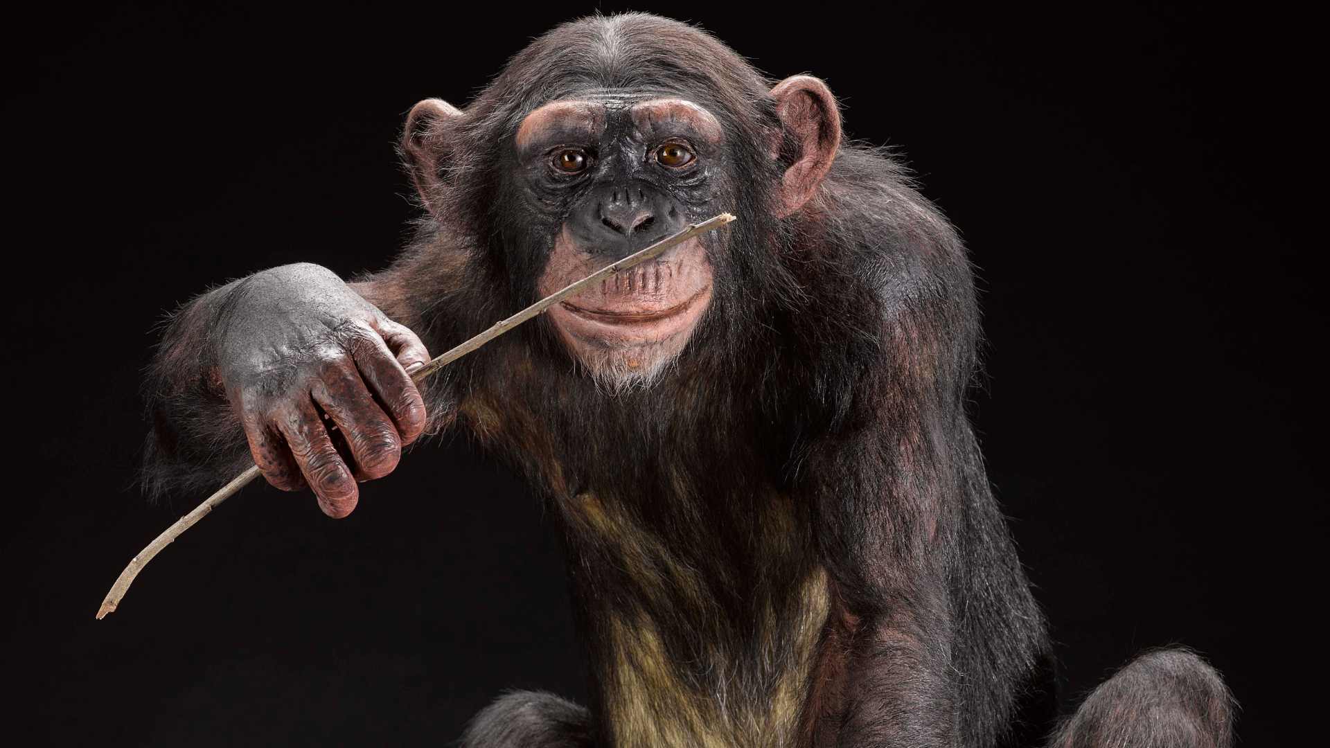 Simpanssi katselee kameraan kädessään puukeppi