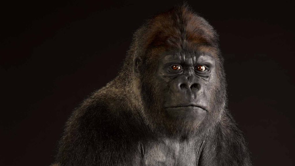 Gorilla katsoo kameraan, ylävartalokuva, tumma tausta