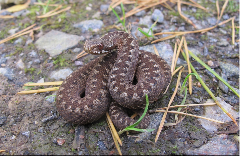 ruskea sahalaitainen kyy