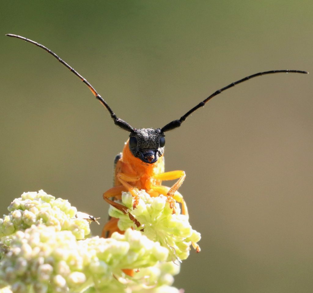 oranssi pitkäsarvinen kovakuoriainen valkoisella kukalla