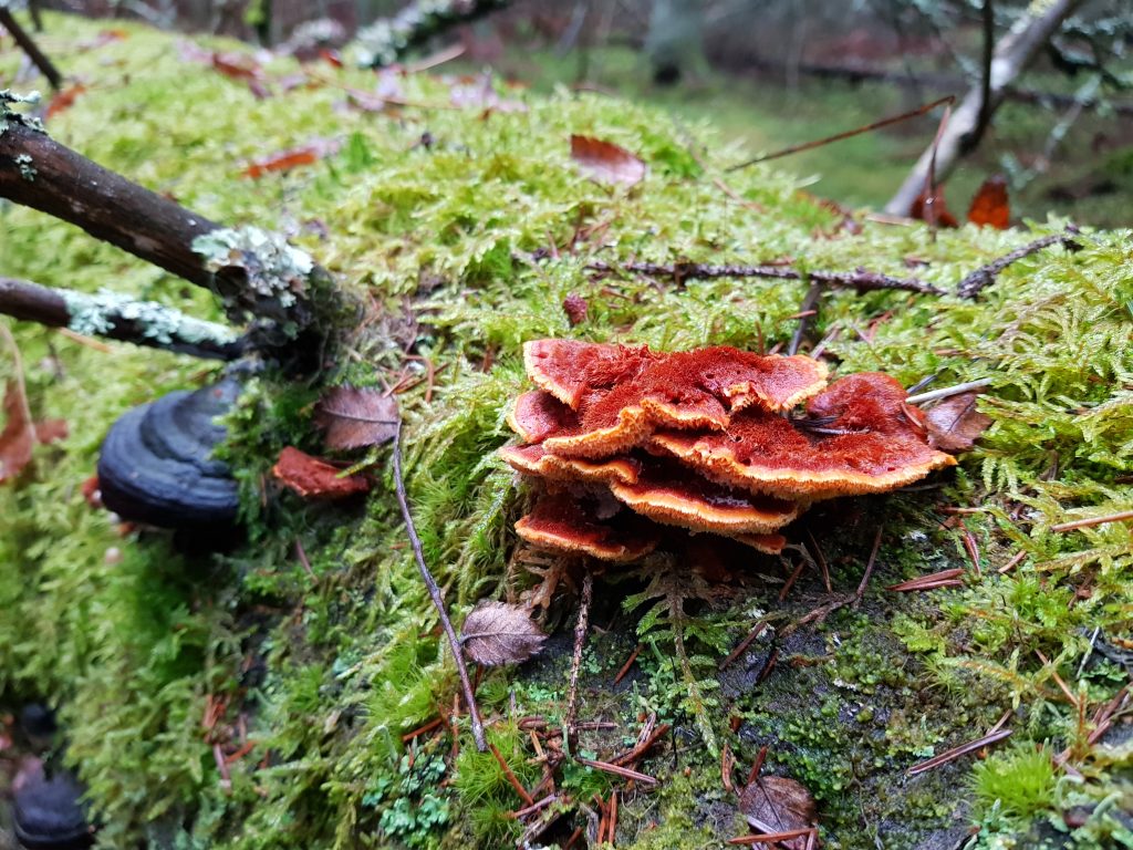 Rusokääpä ja kantokääpä kasvavat sammaloituneella kuusimaapuulla