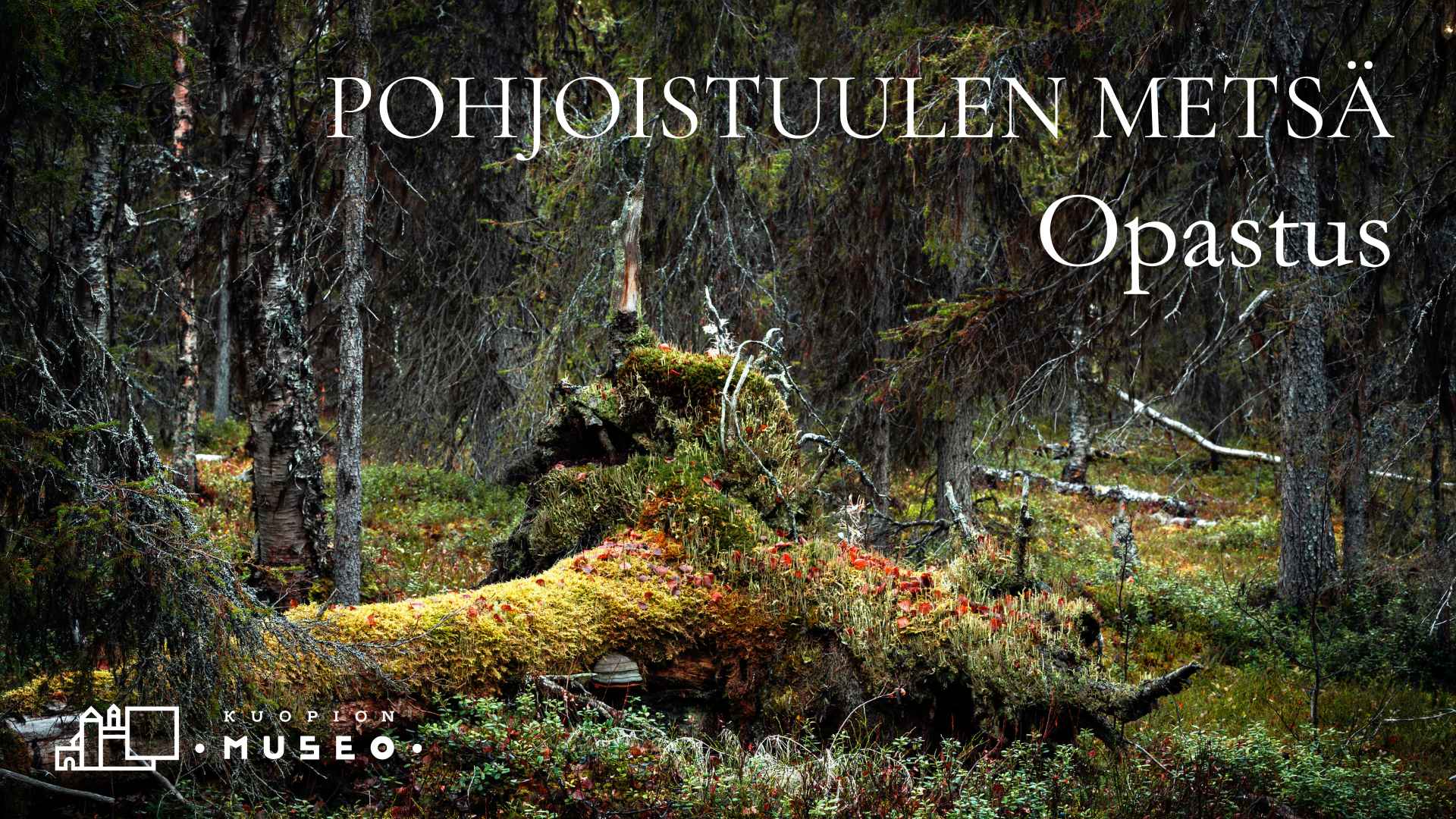 Lahoava puu vanhassa metsässä.
