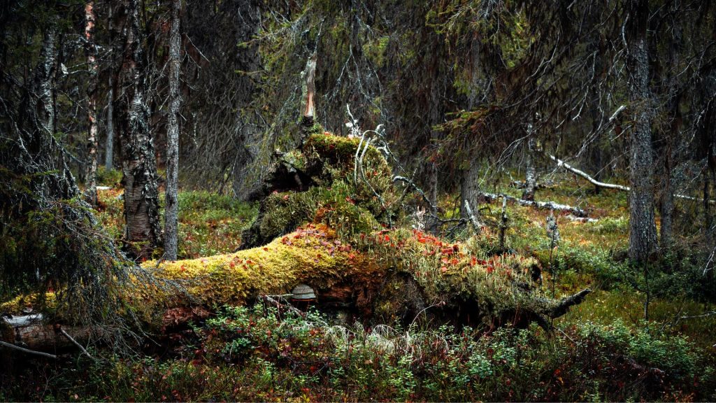 Maatuva puu vanhassa metsässä, kuvaaja Sanni Seppo